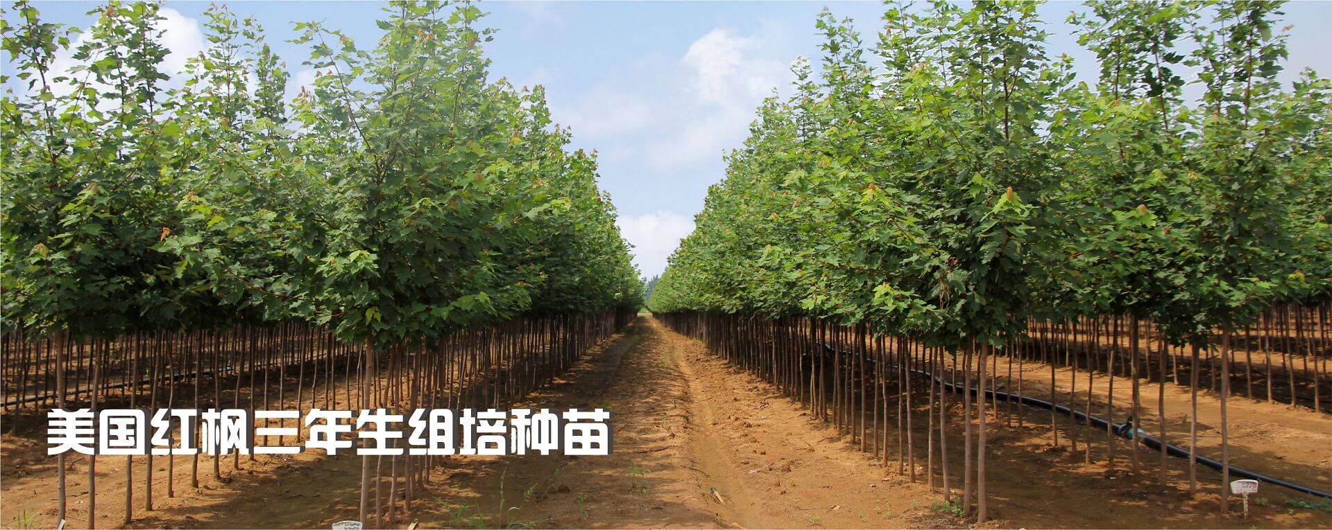 產(chǎn)品光放應(yīng)用多個(gè)領(lǐng)域