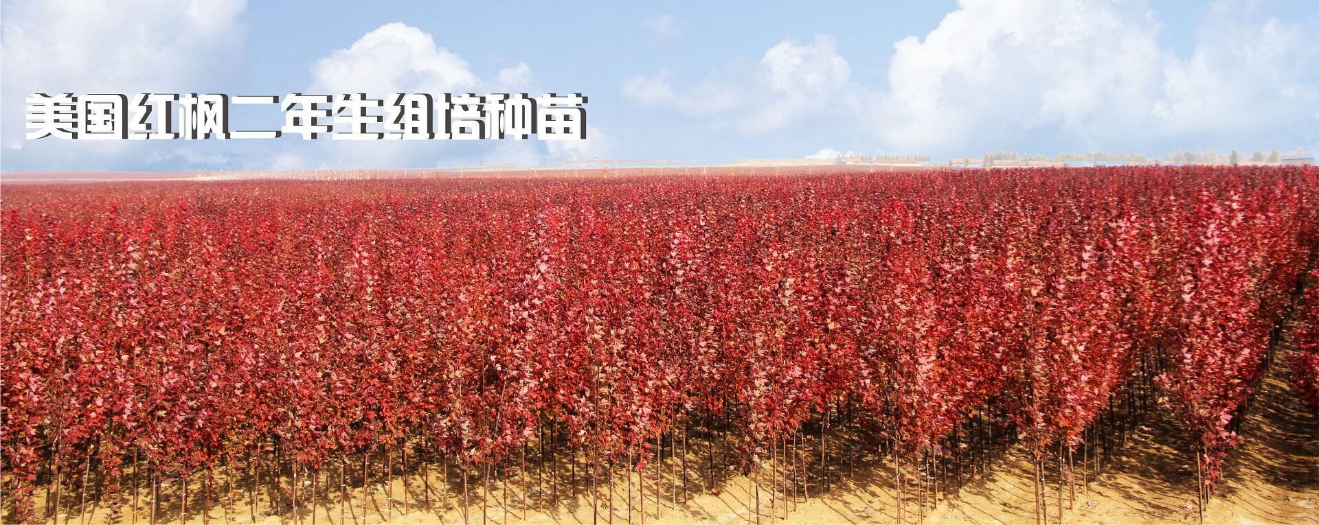 真誠(chéng)之心服務(wù)客戶
